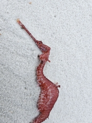 Ruby Seadragon photo 5