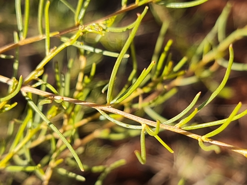 Image of Acacia hilliana by (c) Belinda Forbes, some rights reserved (CC BY)