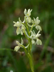 Orchis provincialis