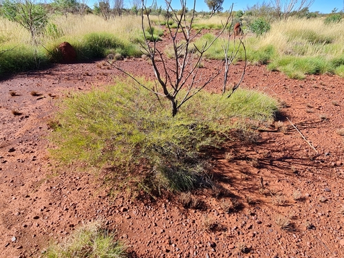 Image of Acacia hilliana by (c) Belinda Forbes, some rights reserved (CC BY)
