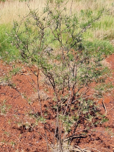 Image of Eremophila latrobei by (c) Belinda Forbes, some rights reserved (CC BY)