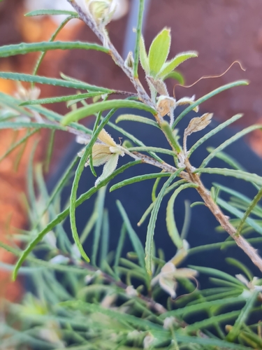 Image of Crimson Turkey Bush (Eremophila latrobei) by (c) Belinda Forbes, some rights reserved (CC BY)