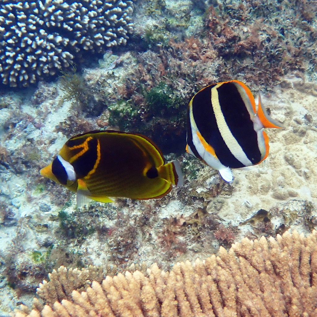 Raccoon butterflyfish