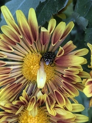 Oxythyrea