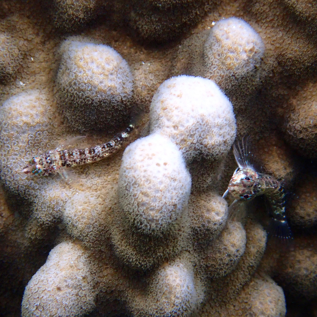 Redcap Triplefin