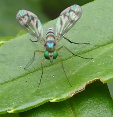 Heteropsilopus ingenuus