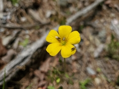 Oxalis texana