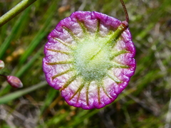 Thysanocarpus radians