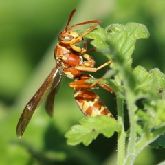 Polistes apachus texanus