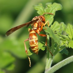 Polistes apachus texanus
