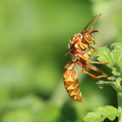 Polistes apachus texanus