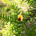 Daviesia spinosissima - Photo (c) Euan Moore, algunos derechos reservados (CC BY-NC), subido por Euan Moore