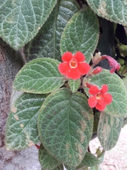 Episcia