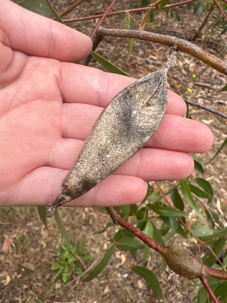 Ribbed Case Moth from Blacks Camp Bushland Reserve, Somerville, VIC, AU ...