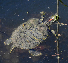 Trachemys scripta elegans