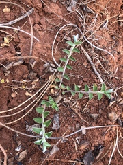 Evolvulus prostratus