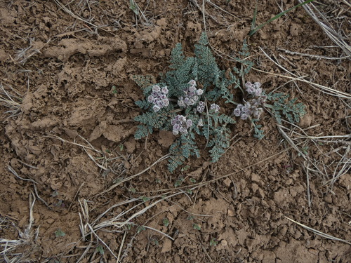 Image of Vesper constancei by (c) bmasinton, some rights reserved (CC BY-SA)