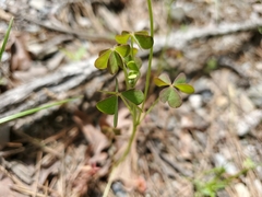 Oxalis texana