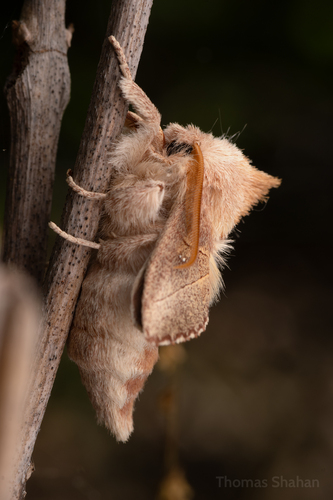 White-dotted Prominent, photo 6 of 10