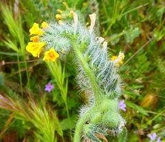 Schizomyia macrofila