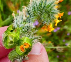 Schizomyia macrofila