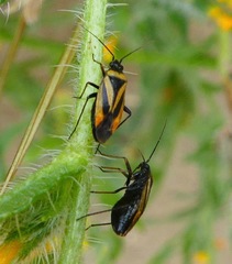 Plagiognathus moerens