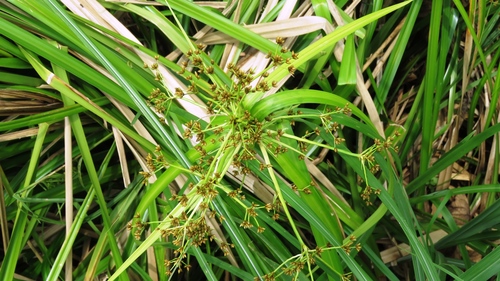 Scirpus ternatanus iNat (2)