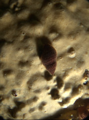 Alcyonidium nodosum
