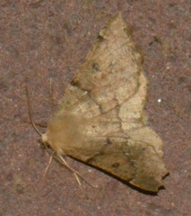 Odontopera bidentata