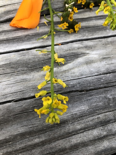 iNaturalist observation photo of wintercresses