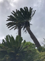 Encephalartos transvenosus