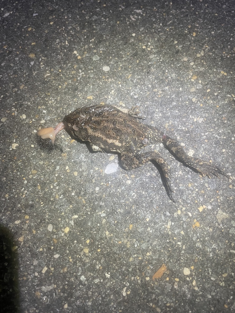 Southern Toad from Mashoes Rd, Manns Harbor, NC, US on April 12, 2024 ...