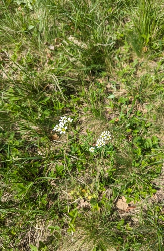 Image of Bulbous Saxifrage (Saxifraga bulbifera) by no rights reserved
