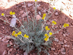 Hymenopappus filifolius