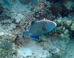 Pseudobalistes fuscus