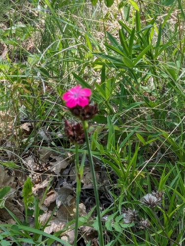 Image of Dianthus giganteiformis by no rights reserved
