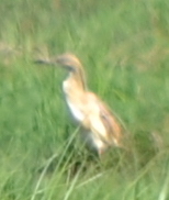 Squacco Heron