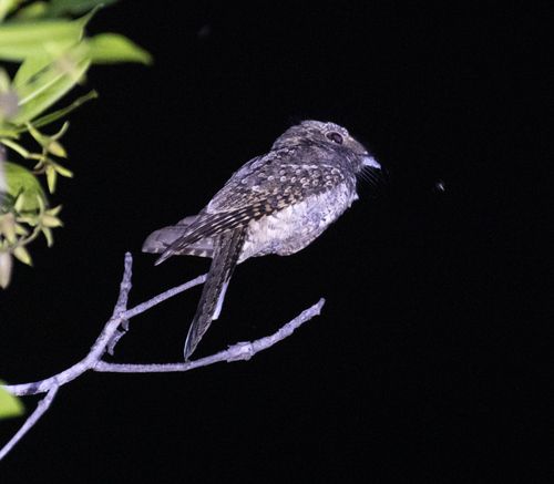 Puerto Rican Nightjar (Antrostomus noctitherus), photo 4