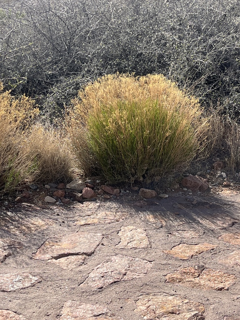 Broom Snakeweed from Franklin Mountains State Park, El Paso, TX, US on ...