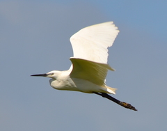 Egretta garzetta