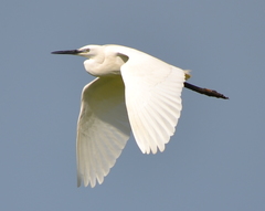 Egretta garzetta