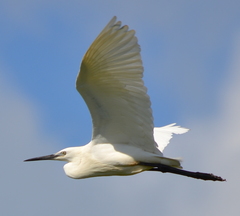 Egretta garzetta