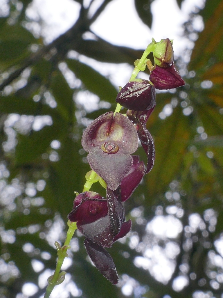 Stelis bracteolenta