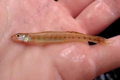 Southern Sand Darter photo 2