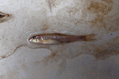 Gulf Chub photo 4