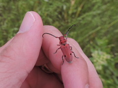 Tetraopes texanus