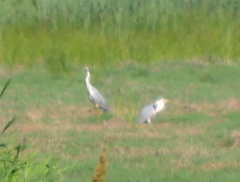Ardea cinerea
