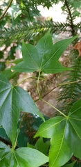 Acer serrulatum