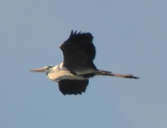 Ardea cinerea