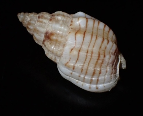 Nassarius nodicinctus, 2024-04-09